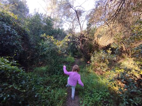 De Vallvidrera a la Font de la SEAS y la Font del Rector | Parc de Collserola
