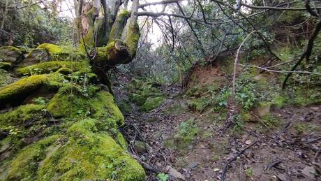 De Vallvidrera a la Font de la SEAS y la Font del Rector | Parc de Collserola