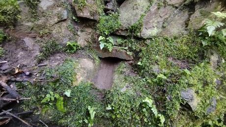 De Vallvidrera a la Font de la SEAS y la Font del Rector | Parc de Collserola