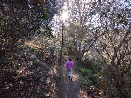 De Vallvidrera a la Font de la SEAS y la Font del Rector | Parc de Collserola