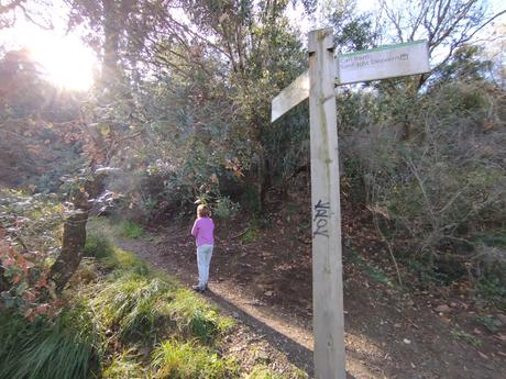 De Vallvidrera a la Font de la SEAS y la Font del Rector | Parc de Collserola