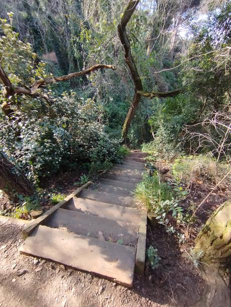 De Vallvidrera a la Font de la SEAS y la Font del Rector | Parc de Collserola