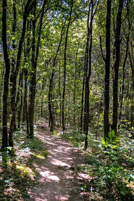 Lac Bleu de Guizengeard: camina a los lagos azules secretos de Charente El sendero Discovery en el bosque de pinos en Lac Bleu de Guizengeard