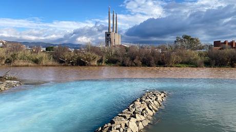 Observaciones de Aves en la Desembocadura del Río Besòs tras la tormenta