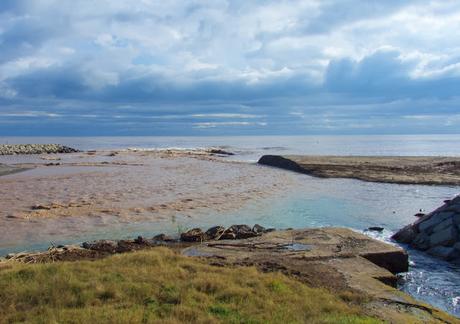 Observaciones de Aves en la Desembocadura del Río Besòs tras la tormenta