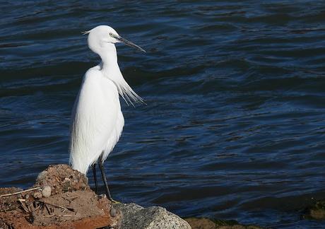 Observaciones de Aves en la Desembocadura del Río Besòs tras la tormenta