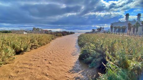 Observaciones de Aves en la Desembocadura del Río Besòs tras la tormenta