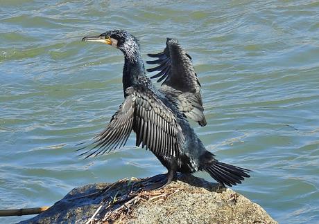 Observaciones de Aves en la Desembocadura del Río Besòs tras la tormenta