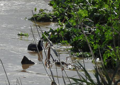 Observaciones de Aves en la Desembocadura del Río Besòs tras la tormenta
