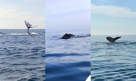 Avistamiento de ballenas en Zihuatanejo Ballenas en Ixtapa Zihuatanejo