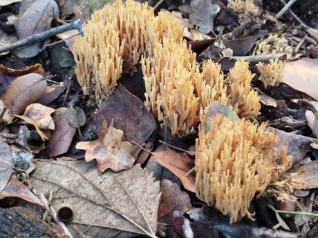Del Tibidabo al Baixador de Vallvidrera pasando por la Font del Canet y el Camí de la Sabina | Parc de Collserola
