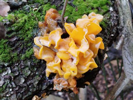 Del Tibidabo al Baixador de Vallvidrera pasando por la Font del Canet y el Camí de la Sabina | Parc de Collserola