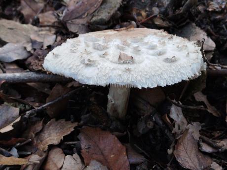 Del Tibidabo al Baixador de Vallvidrera pasando por la Font del Canet y el Camí de la Sabina | Parc de Collserola