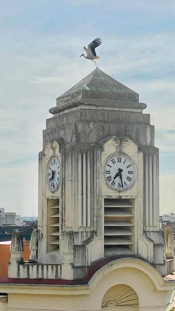 Dado de deseos buenos de Febrerillo