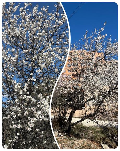 Almendros-en-flor