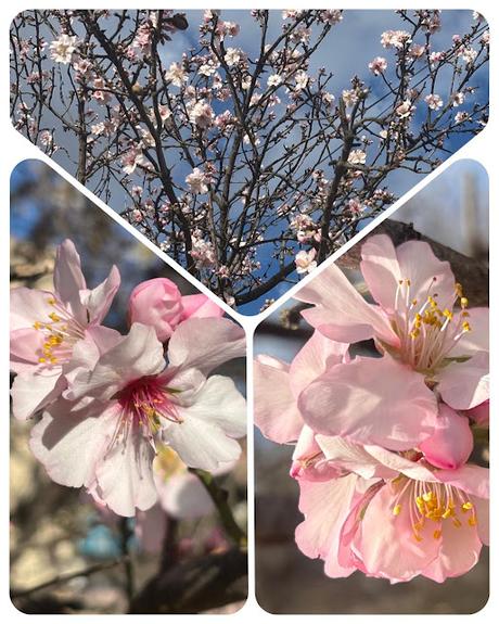 Almendros-en-flor