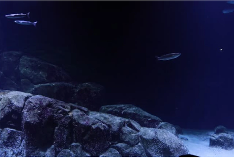 Un enigma en las profundidades: Científicos detectan señales de un “mundo perdido” bajo el océano