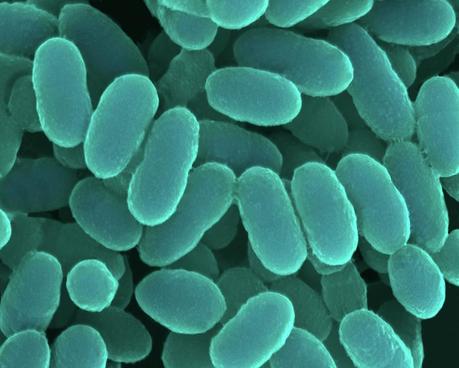 Descubren una nueva entidad biológica que habita en el cuerpo humano