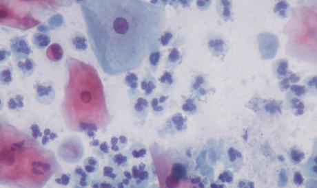 Descubren una nueva entidad biológica que habita en el cuerpo humano