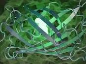 simula millones años evolución diseña nueva proteína