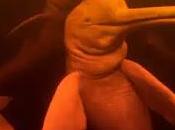 ¿Por estos delfines lanzan disparos orina aire?