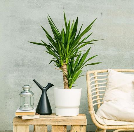 Los flechazos más románticos de Cupido están en Flowwow