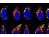 hallazgo sobre funcionamiento proteínas podría explicar algunos trastornos genéticos raros