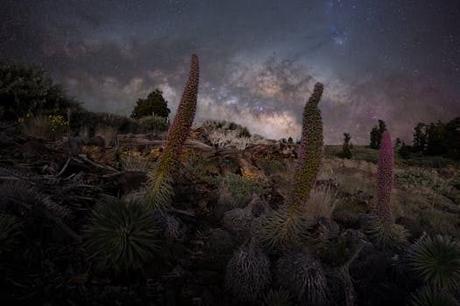 Sumérgete en la magia de Select Sunningdale Tenerife: experiencias inolvidables Sumérgete en la magia de Select Sunningdale Tenerife: experiencias inolvidables