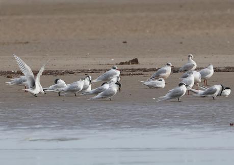Un charrán patinegro de Bulgaria