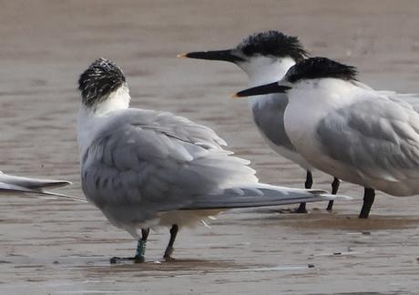 Un charrán patinegro de Bulgaria