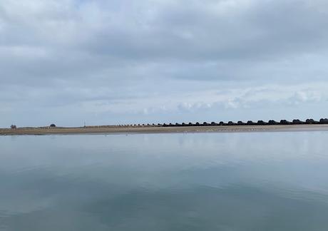 Un charrán patinegro de Bulgaria