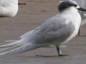 charrán patinegro Bulgaria