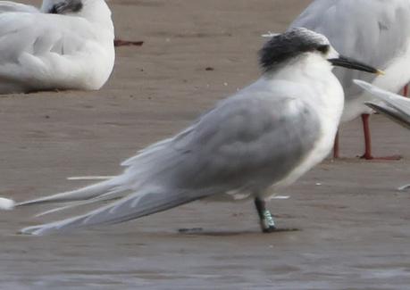 Un charrán patinegro de Bulgaria