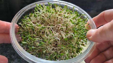 GERMINADOS DE ALFALFA