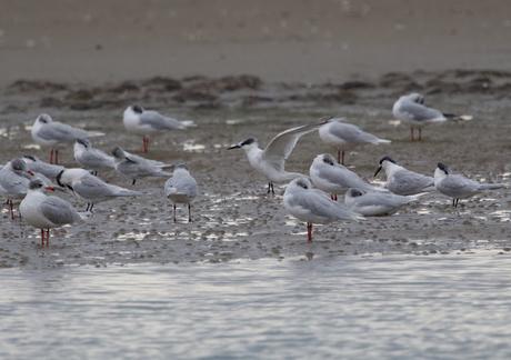El arenal de la Playa de la Térmica en Cubelles: un refugio para las ave