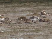 arenal Playa Térmica Cubelles: refugio para