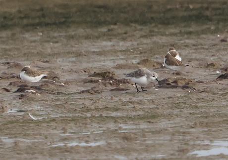 El arenal de la Playa de la Térmica en Cubelles: un refugio para las ave
