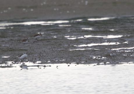 El arenal de la Playa de la Térmica en Cubelles: un refugio para las ave