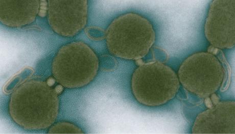 Biología sintética, la revolución para reimaginar la vida