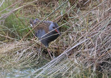 Rascón europeo en la desembocadura del Foix, Cubelles Rascón europeo en la desembocadura del Foix, Cubelles