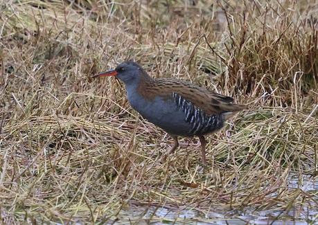 Rascón europeo en la desembocadura del Foix, Cubelles Rascón europeo en la desembocadura del Foix, Cubelles