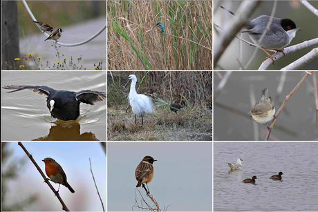 Rascón europeo en la desembocadura del Foix, Cubelles Rascón europeo en la desembocadura del Foix, Cubelles