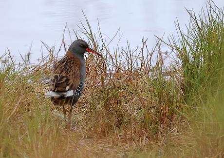 Rascón europeo en la desembocadura del Foix, Cubelles Rascón europeo en la desembocadura del Foix, Cubelles