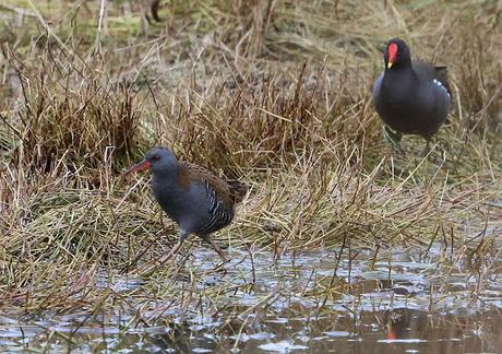 Rascón europeo en la desembocadura del Foix, Cubelles Rascón europeo en la desembocadura del Foix, Cubelles