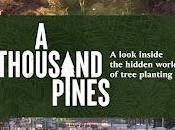 Thousand Pines