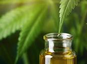 CBD: ¿Una solución para bienestar tendencia pasajera?