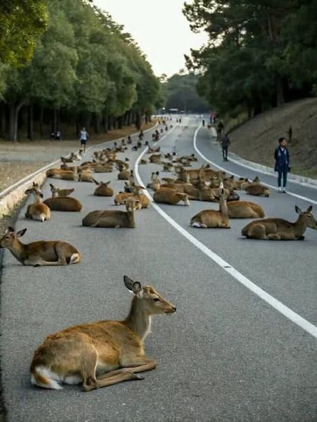 El toro de la extrema derecha quiere secuestrar a Europa.