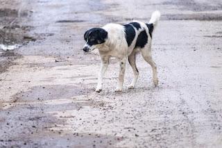 Qué es la tiña, la infección que afecta a la piel: síntomas, causas y tratamiento