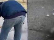 Atropellamiento pato Parque Tangamanga genera controversia redes