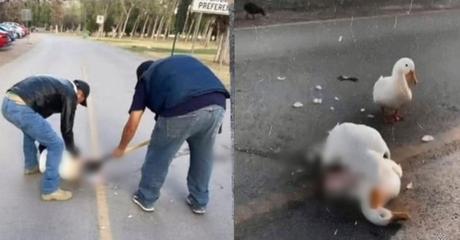 Atropellamiento de pato en Parque Tangamanga I genera controversia en redes